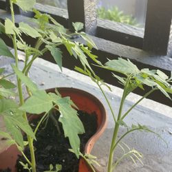 Tomato Plant 🪴 🍅