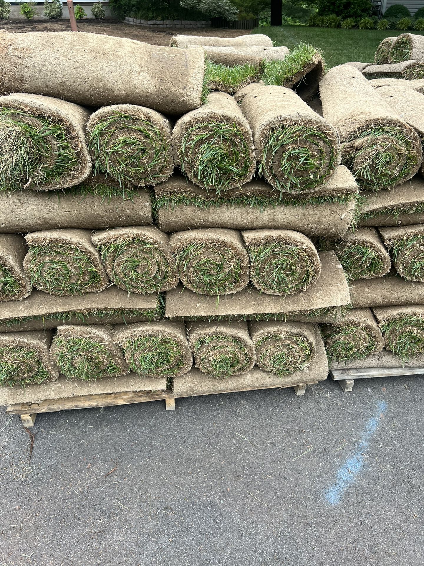 Fresh Sod 