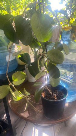 Planta joya