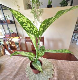 💚🌿 Dieffenbachia Cheetah Plant 🌿🐆🌿