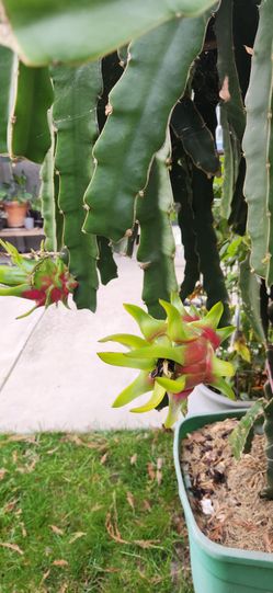 Dragon Fruit