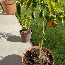 Habanero Plant