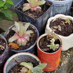 $5-$10 Groundcover Plants In Plastic, Ceramic, Or Cans Of Varying Condition 