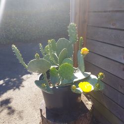 For sale prickly cactus The whole pot $65  It is still blooming yellow flowers