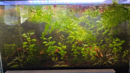 Healthy Water Sprite and Lobelia Cardinalis