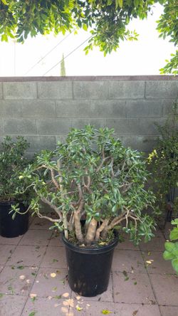 Huge jade plant /arbol de jade