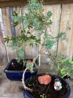Bonzo plans for sale $30 eachbonsai plans for sale $30