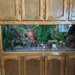 100 Gal. Fish Tank With Oak Cabinet.