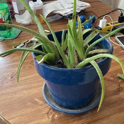 4 Aloe Vera Plants In 8”x10” Ceramic Pot With Saucer 