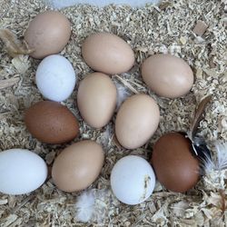 Fresh Eggs