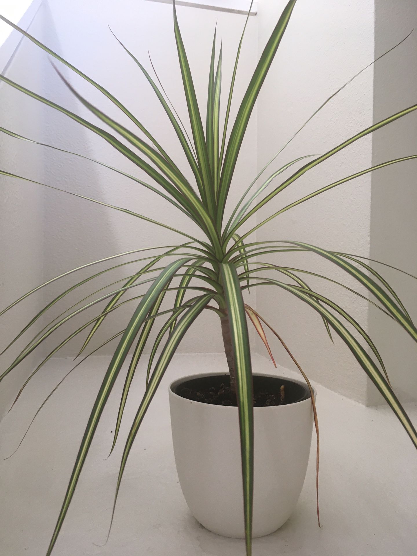 medium size house plant w/ white plant pot (real plant)