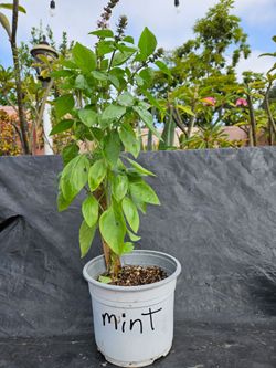 About a foot and a half healthy  MINT  plant. Great herb plant especially for soups.