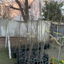 Fruit Trees Shade Trees Rose Trees