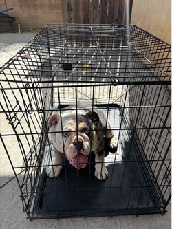 Dog crate
