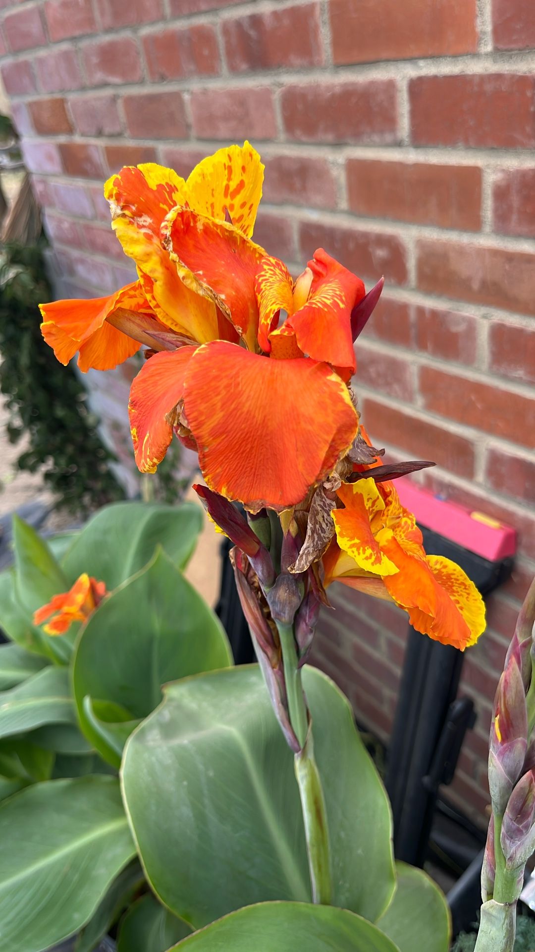 Yellow King Canan Lily