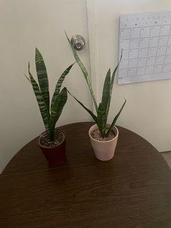 Snake plants