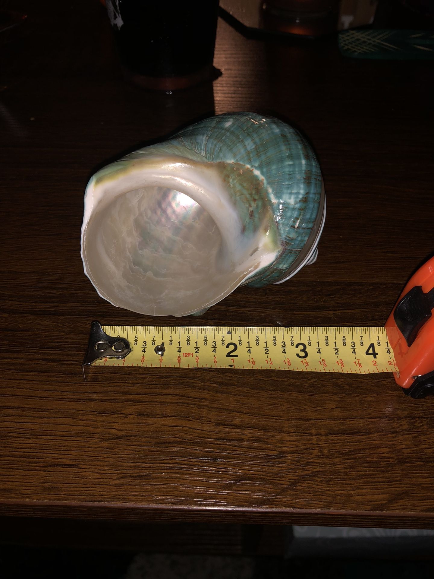 Two Big Size Hermit Crab Shells