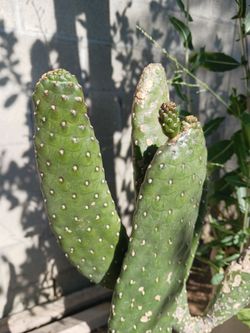 Cactus