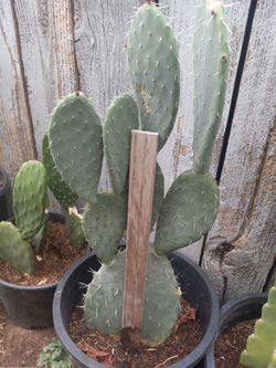Xoconostle cactus