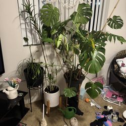 Plants