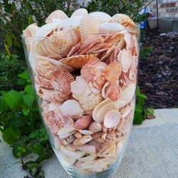 Florida Sea Shells