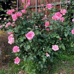 Queen Elizabeth Rose