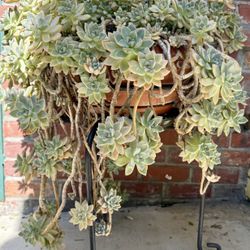 Succulent & Stand, Large & Gorgeous