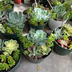 Succulent Arrangements 
