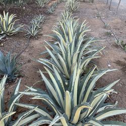 Agaves For Sale  $3
