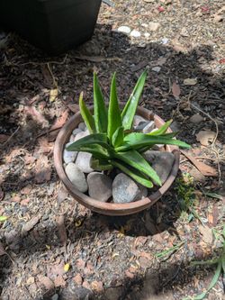6" Non-Medicinal Aloe