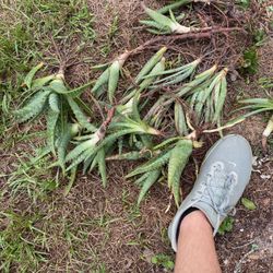 50 Aloe Plants Small to Medium