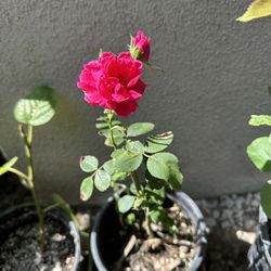 Beautiful Climbing Rose In One Gallon Pot