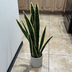 Fake Snake Plant Indoor Plant 