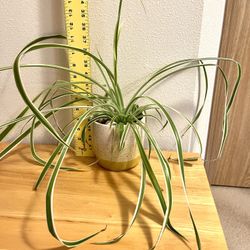 Spider Plant. Sammamish, Beaver Lake 