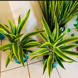 Beautiful Lemon Lime Dracaena👉PLS Only Msg If U Really Interested To Buy 