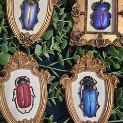 Molded Beetle in small baroque frames