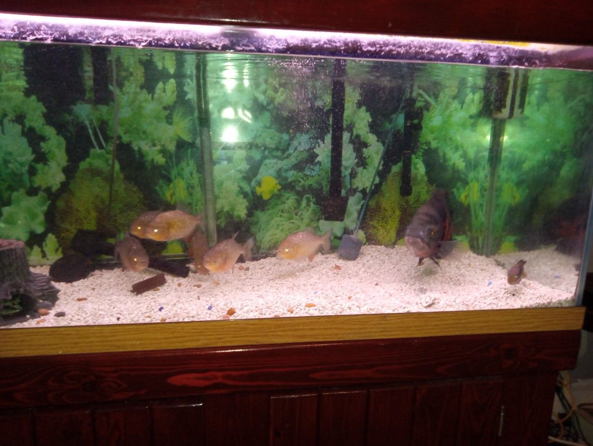 Nice Fish Tank
