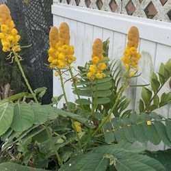 Beautiful Butterfly Plant/Bush 