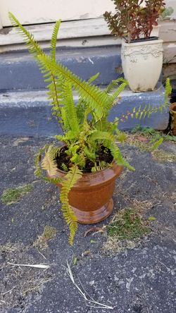 Baby fern!