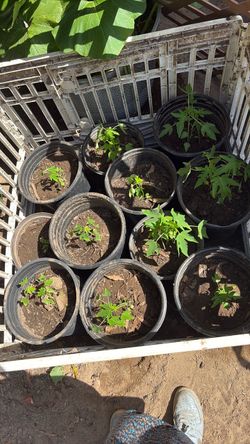 Young papaya plant