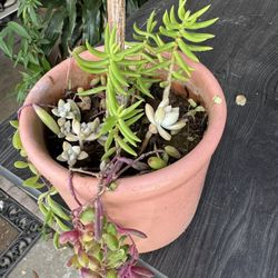 Succulent Plant