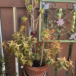 Succulent Potted Plant