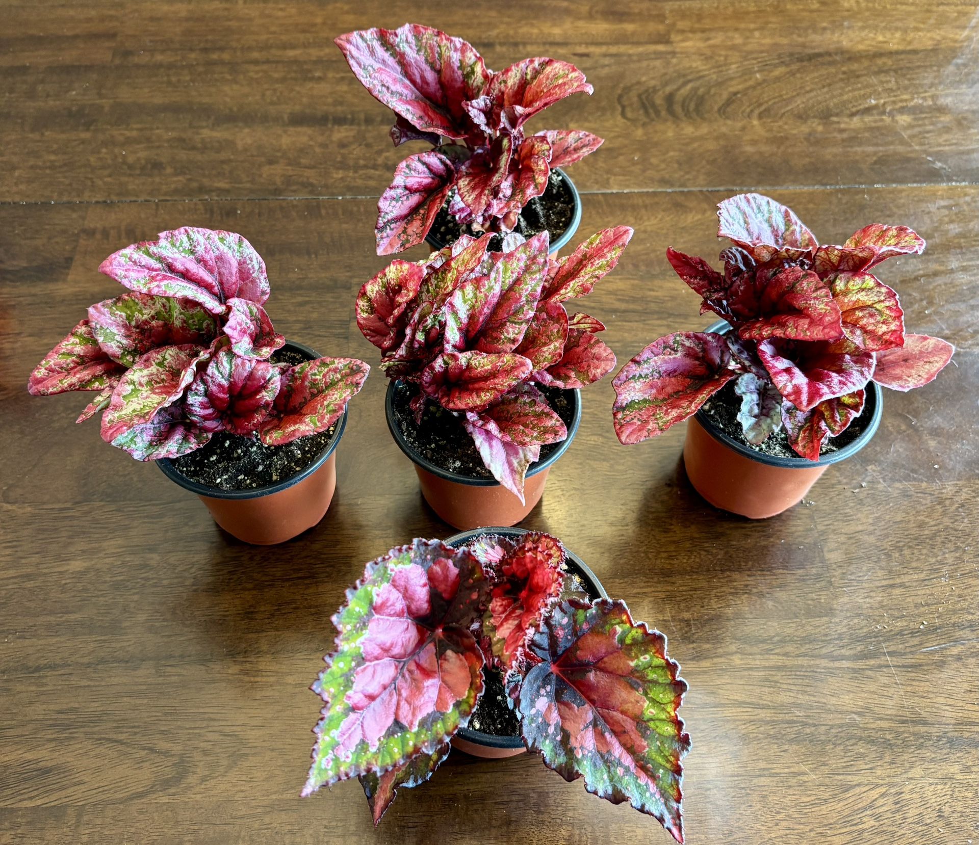 Beautifully Colored Rex Begonias in 4" Pots