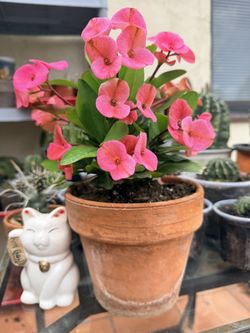 Crown of Thorns Plant “Euphorbia Milii” in Terracotta Pot (Northridge)