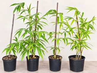 Tropical Black Clumping Bamboo 3gal Plants