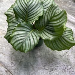 6” calathea orbifolia