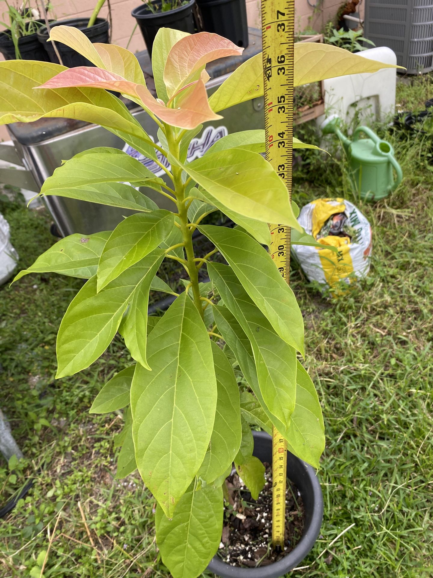 Live Large Avocado Fruit Plant over 3 Feet, In a 4-5 Gallon Pot, Tree Plant, over 37 Inches Tall Firm Price - $35-Not grafted-It’s planted from a seed