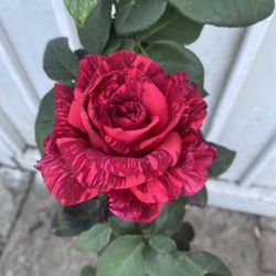 Rose Bush Plant, In 5 Gallons Pot Pick Up Only