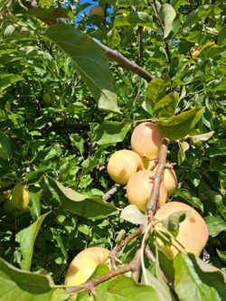 HOME GROWN GOLDEN DELICIOUS APPLES/HOMEMADE APPLE BUTTER/JAM