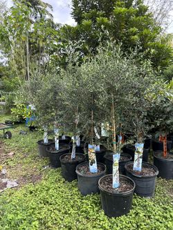 Fruit Trees Grafted 